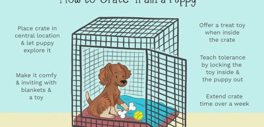 Crate Training Your New Puppy
